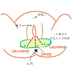43歳で第3子出産で会陰切開を防ぐためのスムーズな会陰マッサージを徹底解説 産婦人科医監修- Osaka-Child Rebirth Lab