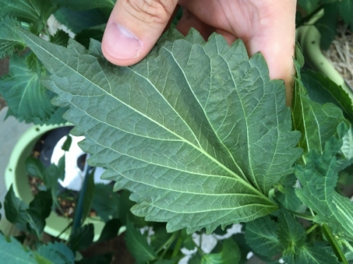 手軽に楽しむシソの育て方。土・水耕栽培で芽や花まで食べてみようHanaSaku
