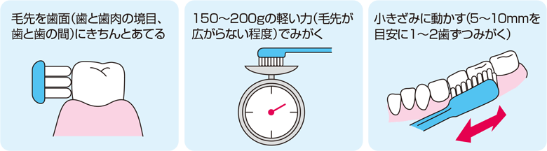 大きな歯の模型を使った歯磨き指導 歯科素材.com 歯医者さん向け無料イラスト