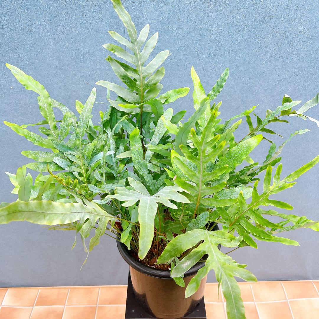 次の土日にとりいれたい理想の生活週末野心のNEXTWEEKEND