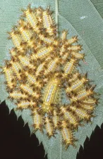 サイエンスなび 皮膚炎をおこす害虫『イラガ類』