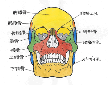 顔の骨。人間の頭蓋骨の部分と解剖学。主要部分にラベルを貼った人間の頭蓋骨の構造。前方像および側面像。ベクターイラスト。頭蓋図。」のベクター画像素材 ロイヤリティフリー2138383491Shutterstock