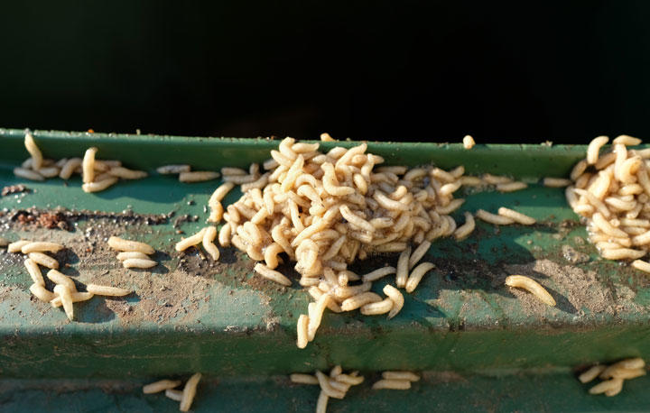 介護放棄で入所者に蛆が！ネグレクト常習施設の恐怖ニューズウィーク日本版 オフィシャルサイト