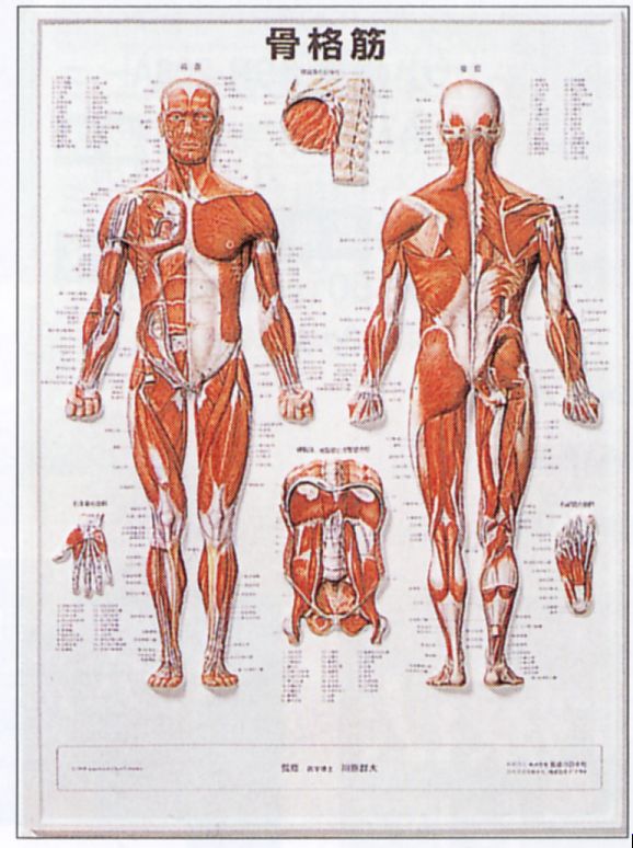 人体解剖図 骨格のイラスト素材66491606- PIXTA