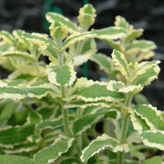 りんごのような香りのするアップルミントの育て方や特徴、活用方法を紹介します。おにわにわ