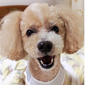 犬の体につく外部寄生虫「シラミ」その症状と対策とは？ いぬのきもちWEB MAGAZINE