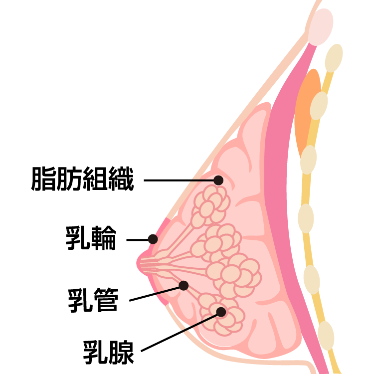 女性の胸が痛い原因は生理？病気？京都の乳腺科‐足立病院