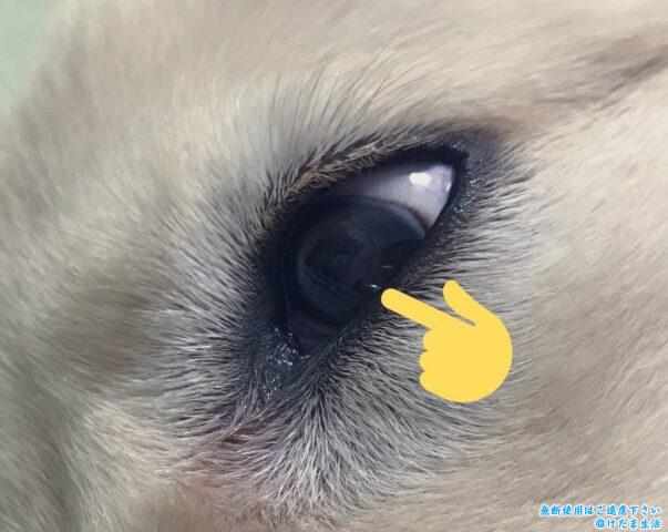 眼科次郎丸動物病院福岡市早良区の総合動物病院