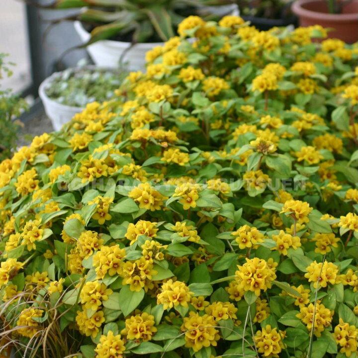 グランドカバーの定番『リシマキア リッシー 』の成長と開花～ポット苗を２つに株分けして育てた結果は？ - パパの手間いらず庭づくり＋