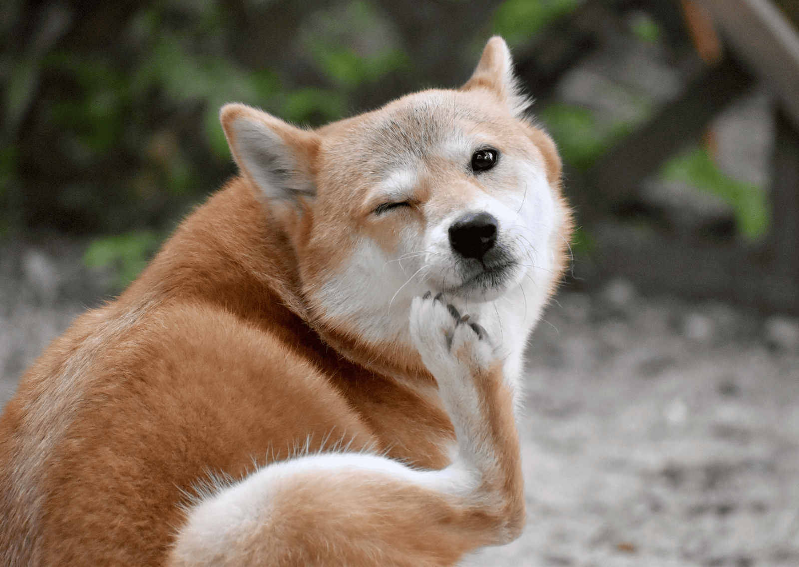 愛犬のアトピー性皮膚炎の症状をもっと良くしたい -柴犬12歳の場合-どうぶつの皮膚科・耳科・アレルギー科