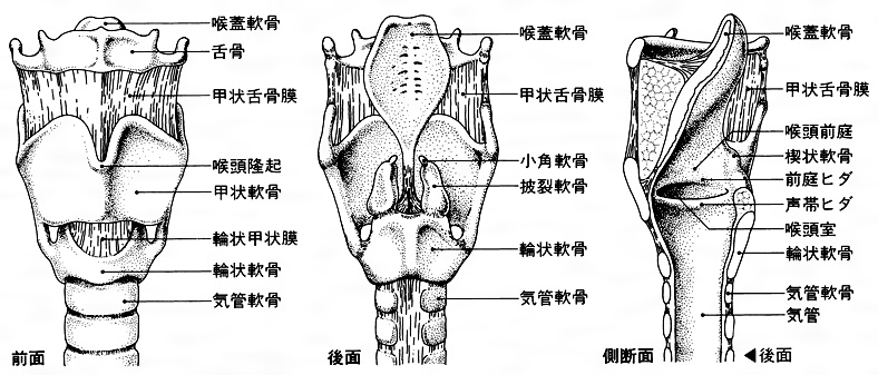 喉頭を構成する4種類の軟骨1. 甲状軟骨 - 喉頭隆起 のど仏 を形成 - 総頚動脈分岐部は甲状軟骨上縁の高さ - 甲状腺は甲状軟骨の前下面 2.輪状軟骨 - 喉頭の土台。輪状軟骨と甲状軟骨、輪状軟骨と1対の披裂軟骨が関節を形成。 - 第6頚椎の高さ - 食道狭窄部 輪状