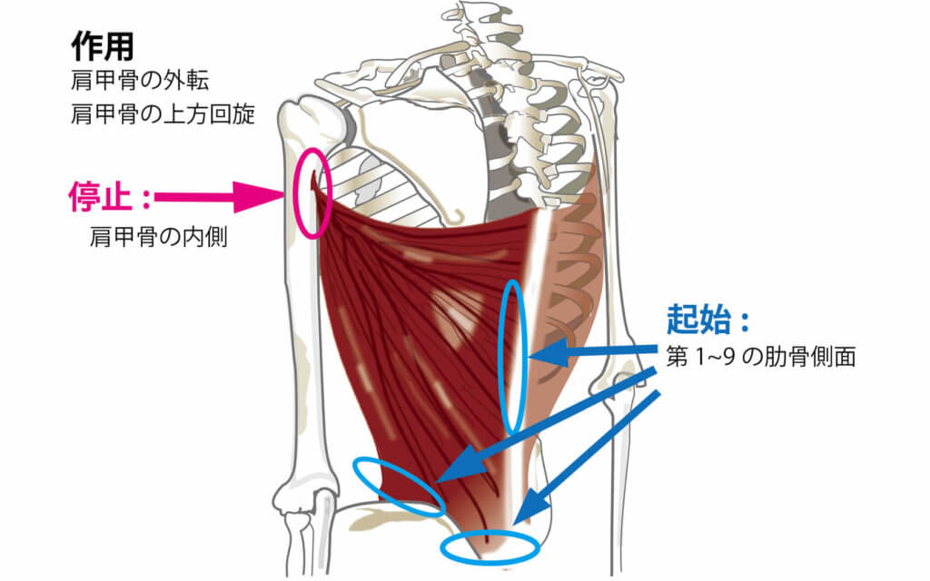 全身の骨格 - 名古屋市西区の椎間板ヘルニア・腰痛整体 AandK Therapy Studio