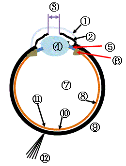 目と視力のことこどもeyeランド