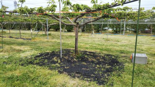 果樹の剪定作業と樹高: 南信州の風に吹かれて