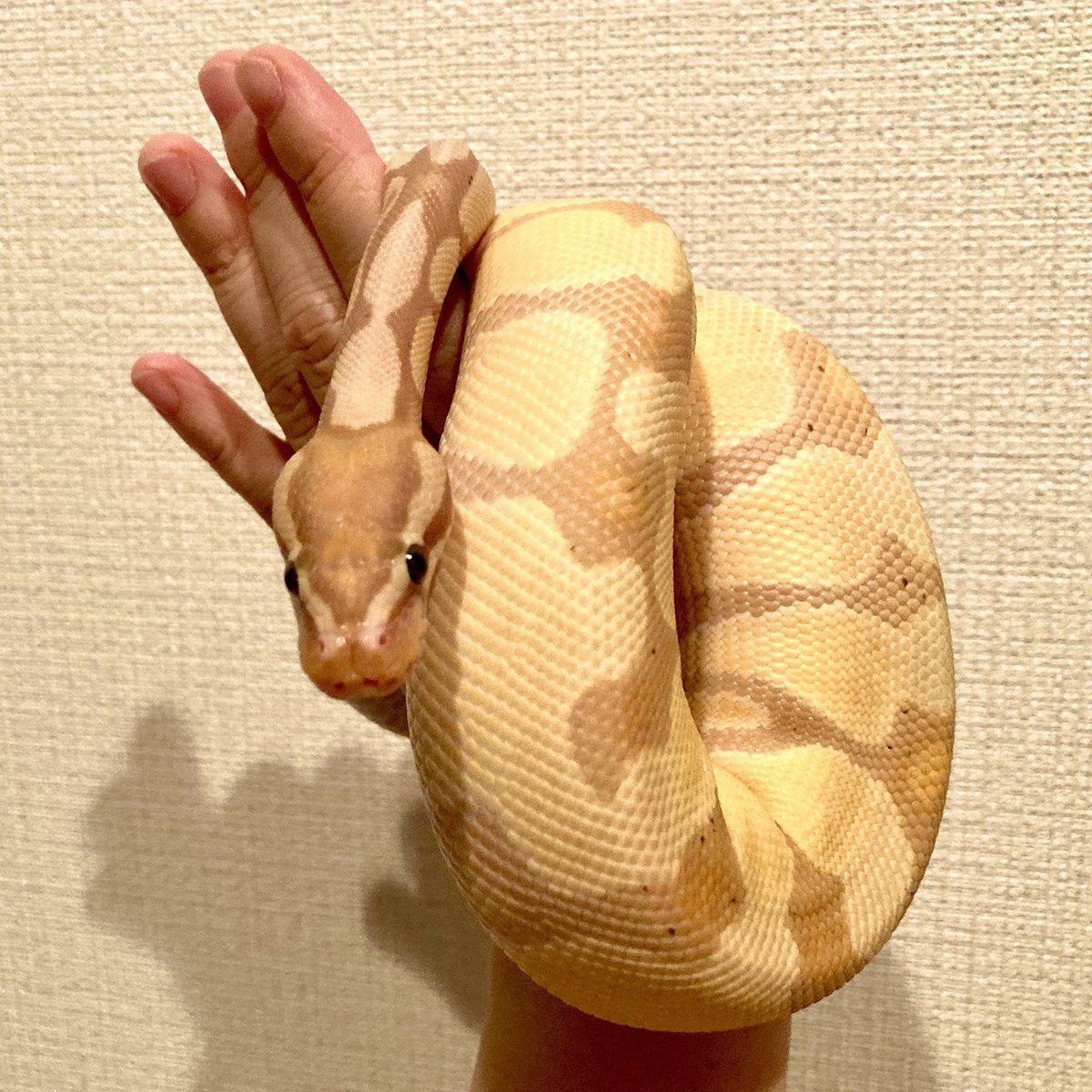 とぐろを巻くへび 稲わらで編む縁起のよい正月飾り市川籠店 – 1basketry