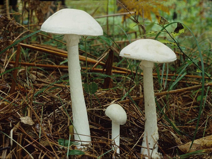 殺しの天使 』ドクツルタケの正体キノコ・山菜BE-PAL キャンプ、アウトドア、自然派生活の情報源ビーパル