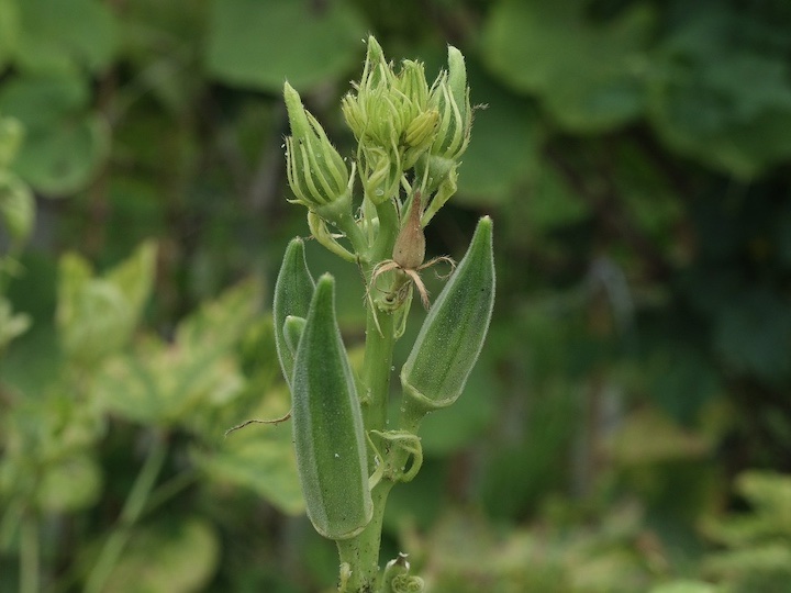 オクラと小玉スイカをプランターで一緒に育てる！-みんなの趣味の園芸