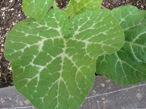 かぼちゃ、病気でしょうか？何度かアドバイスいただいているか 園芸相談Q＆Aみんなの趣味の園芸