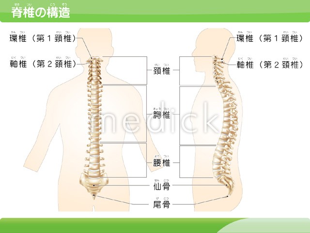 脊椎のイラスト🎨 フリー素材 看護roo! カンゴルー