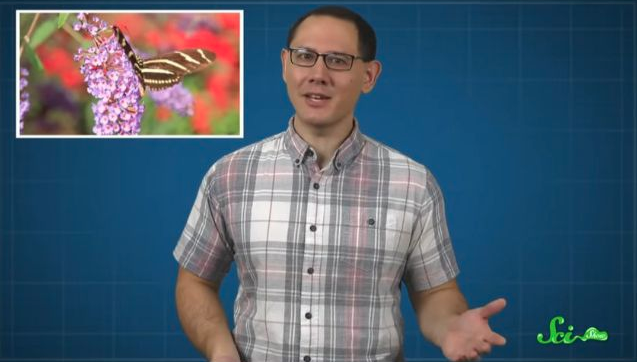 バタフライ型ズリバイからハイハイにするための練習方法