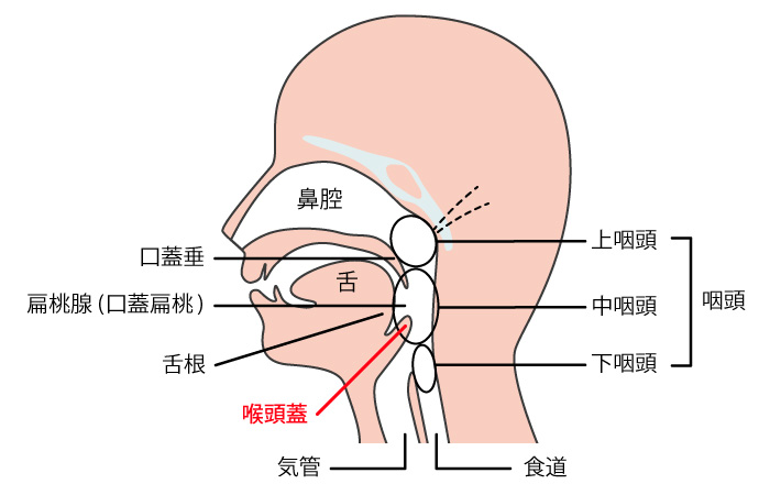 Rauber-Kopsch解剖学
