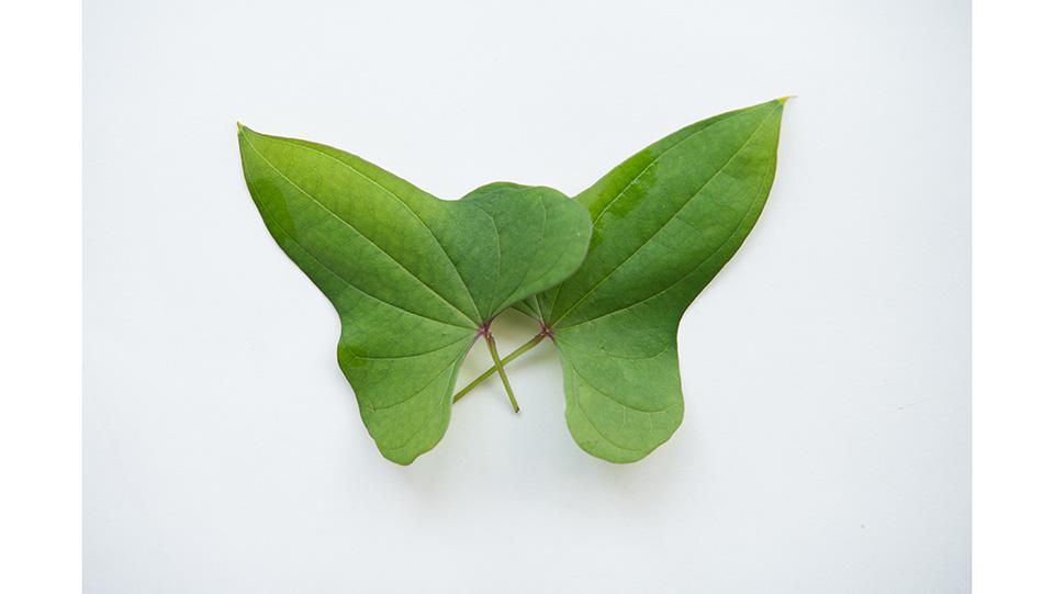 ヤマノイモの仲間～葉による見分け方 - 山と自然の雑学ノート