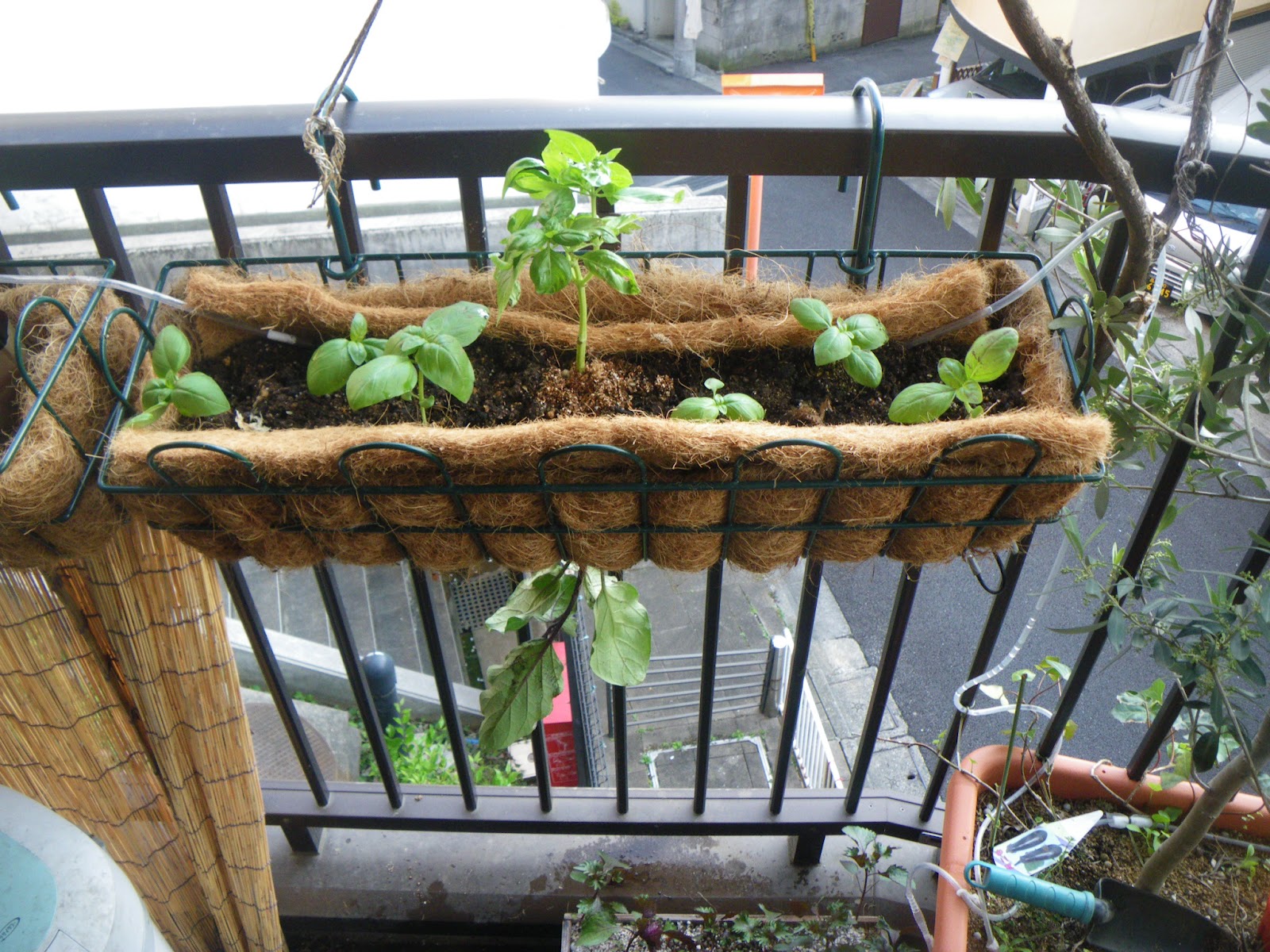 次世代の「フィルム栽培」でトマトが甘く育つ理由とは？ニュースイッチ by 日刊工業新聞社