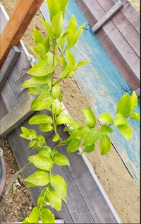 すす病とは？ 原因や対策、薬剤を使った治し方となりのカインズさん