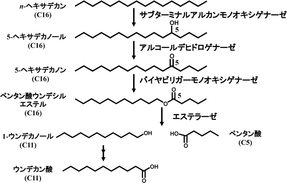 アルデヒド あるでひど とは？ 意味や使い方 - コトバンク