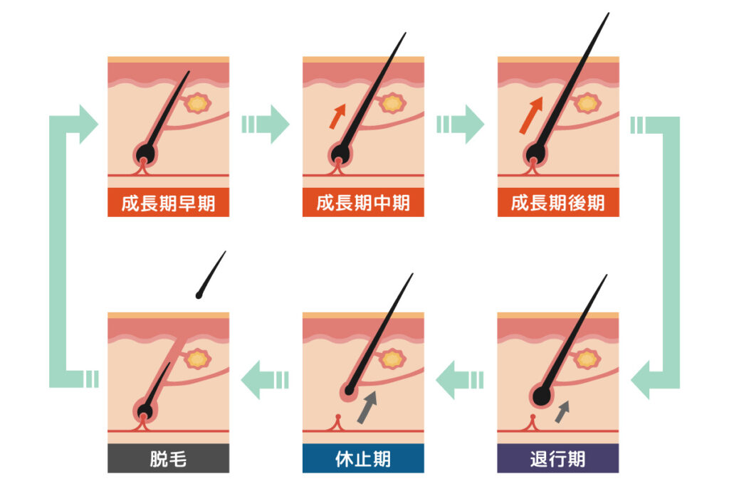 薄毛の原因はヘアーサイクルの乱れから？詳しくご紹介！薄毛対策ラボAGA管理アプリ HIX