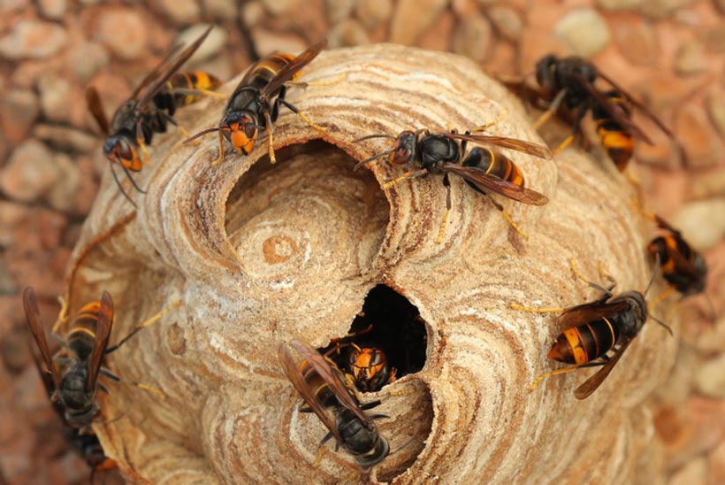 小さい蜂の巣は自分で駆除できる？NG対応と安全なやり方を解説 小さい蜂の巣でも駆除ならトータルクリーン