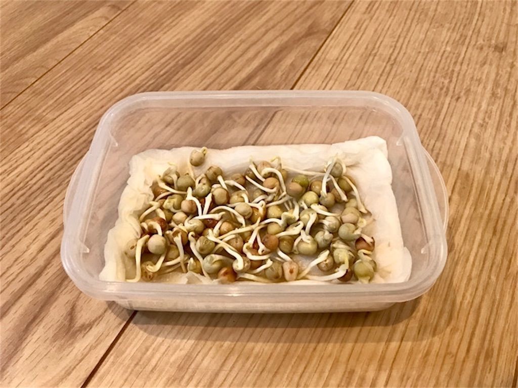 豆苗の水耕栽培の記録