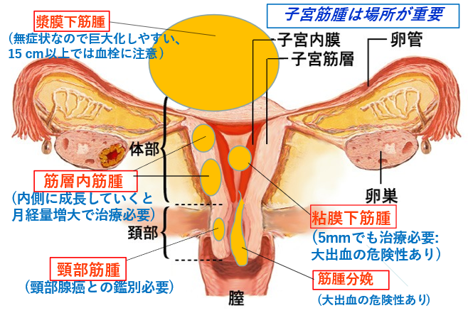 子宮の役割と構造生理痛と女性のからだの悩みに関する総合情報サイト「生理のミカタ」