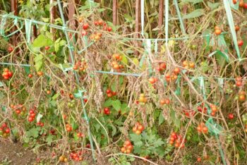 ミニトマトが枯れてきちゃったぁ 泣 春に苗を買ってきて、プ 園芸相談Q＆Aみんなの趣味の園芸