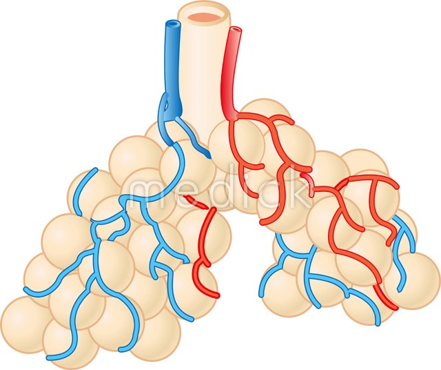 人間の肺の肺胞の解剖学。肺肺胞医学ベクトル イラスト。肺気腫、肺炎、病気のプロセス。人間の肺の肺胞解剖学教育のイラストのイラスト素材・ベクターImage 58289086