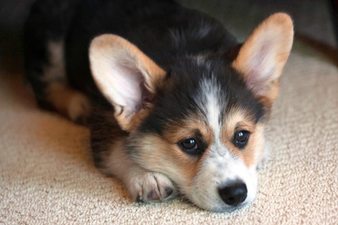 秋田犬の和歌ちゃん、眼瞼内反症 逆さまつ毛 の手術を頑張りました。アニマルフォスターペアレンツ