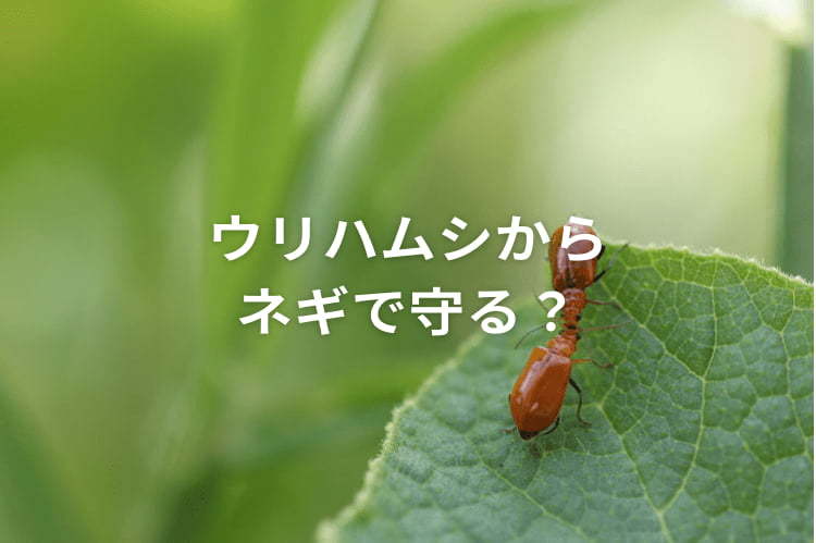 ウリハムシの被害を防ぐ方法初心者でもできる予防・駆除対策Tom'ｓすろ〜らいふ