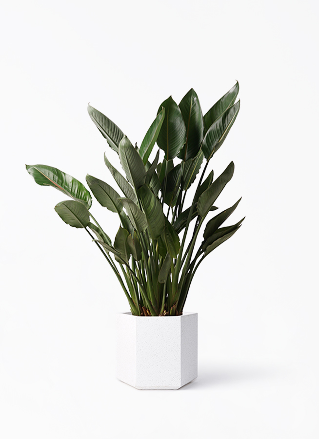 光触媒 人工観葉植物 フェイクグリーン オーガスタ ストレッチア160@m 人工観葉・フェイクグリーン