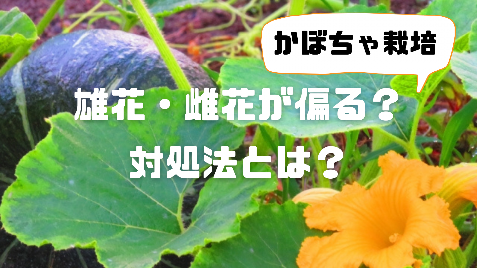 葉が枯れる！雌花が咲かない！かぼちゃ栽培のよくある疑問５つと対処法