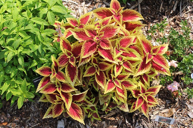 コリウスの育て方と花言葉寄せ植えや摘心、挿し木のコツは？HORTI by GreenSnap