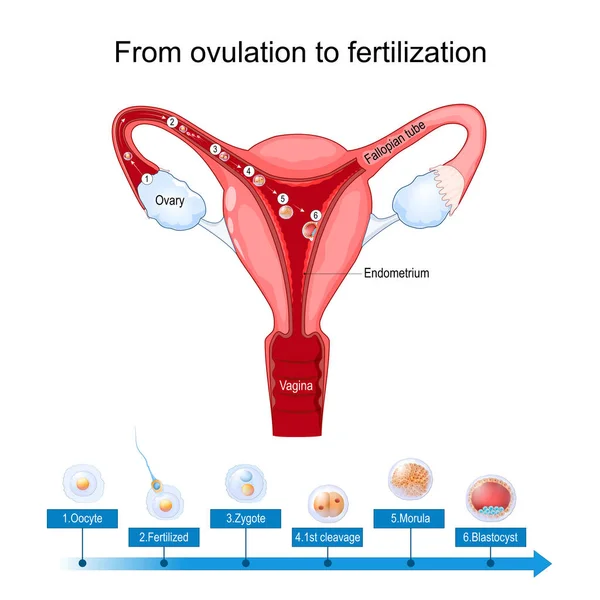 620点を超える受精卵のイラスト素材、ロイヤリティフリーのベクター素材グラフィックスとクリップアート - iStock胎児