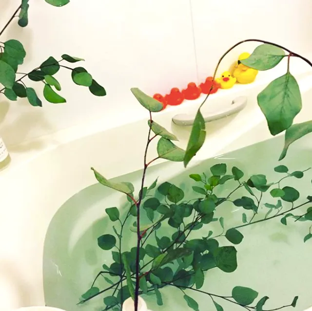 ユーカリ 精油の効果・効能、オススメの使い方紹介sparoomアントレックス公式ブログ