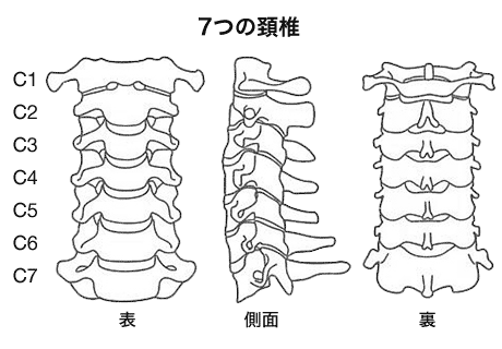 首の筋肉 - 北京堂鍼灸 伊東