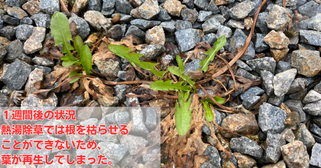 しつこい雑草 熱湯で解決できる!?東京・千葉の防水塗装工事の株式会社翔和