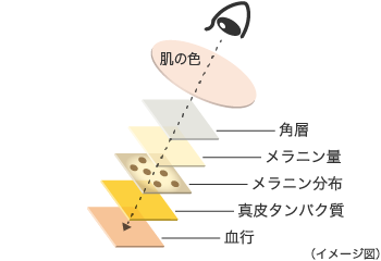 透明感＆毛穴レスな美肌 お手本にしたいのはこの8人！ 読者が選ぶ なりたい肌 総まとめ！ 美容メディアVOCE ヴォーチェ