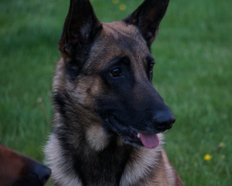 スキッパーキ犬のことなら