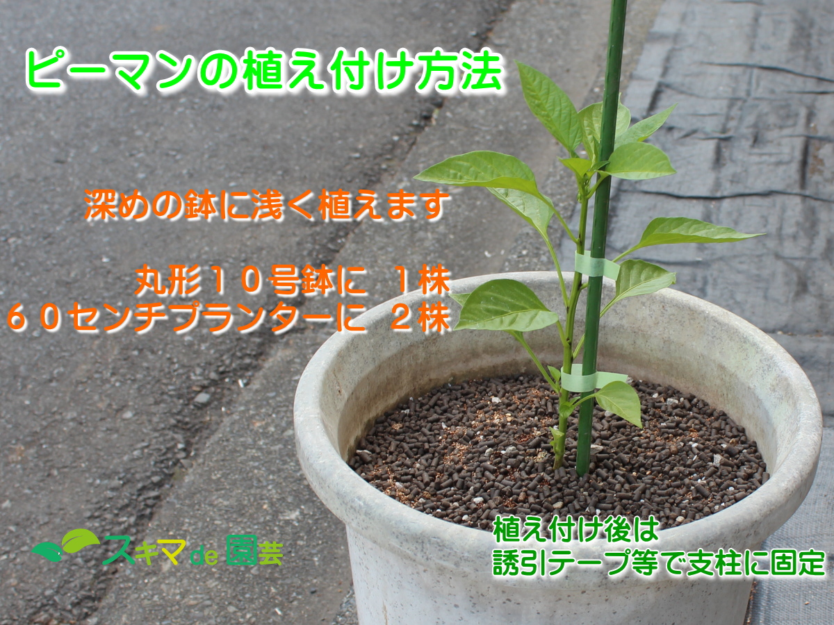 ピーマン プランター編 - 園芸特集 - 株式会社 東 商