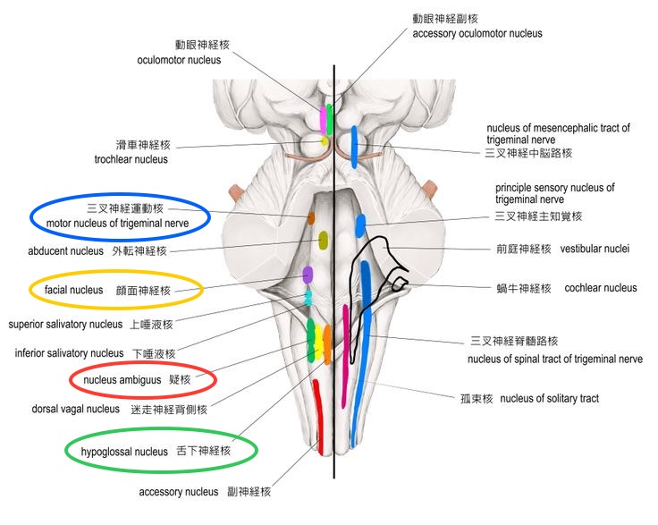 くしゃみで尿もれ、ドキッとしたら 内ももと骨盤底筋同時に鍛える！ チャック締めエクサヨガジャーナルオンライン