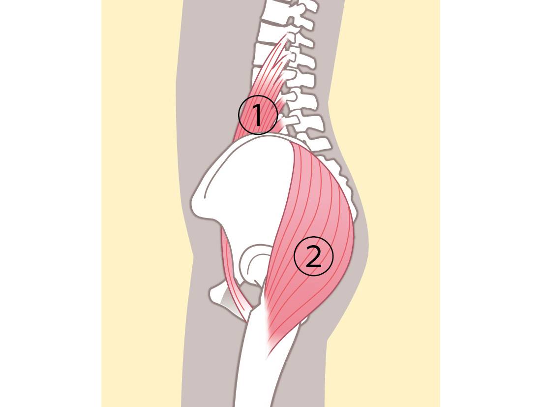書籍紹介記事 大腰筋リリースで起きる驚きの変化！「目醒める! 大腰筋」医道の日本社 公式サイト ～鍼灸、漢方、マッサージ、指圧、東洋医学～