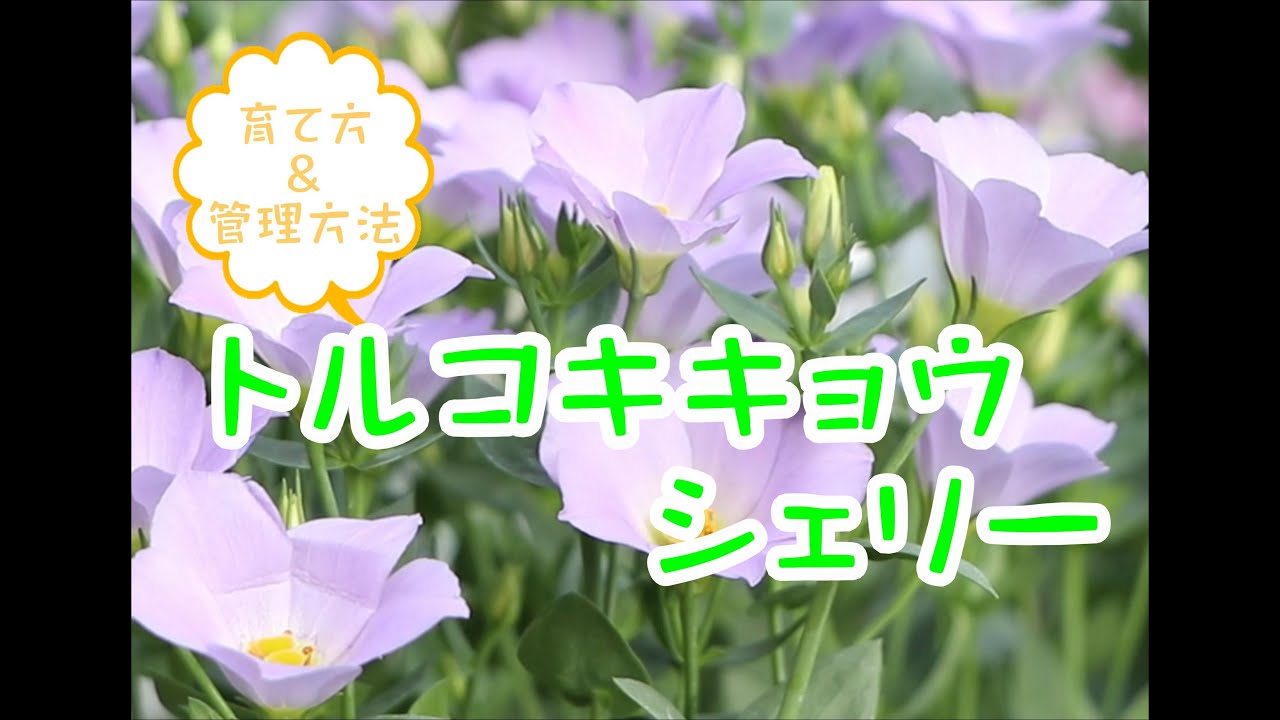 トルコギキョウの育て方